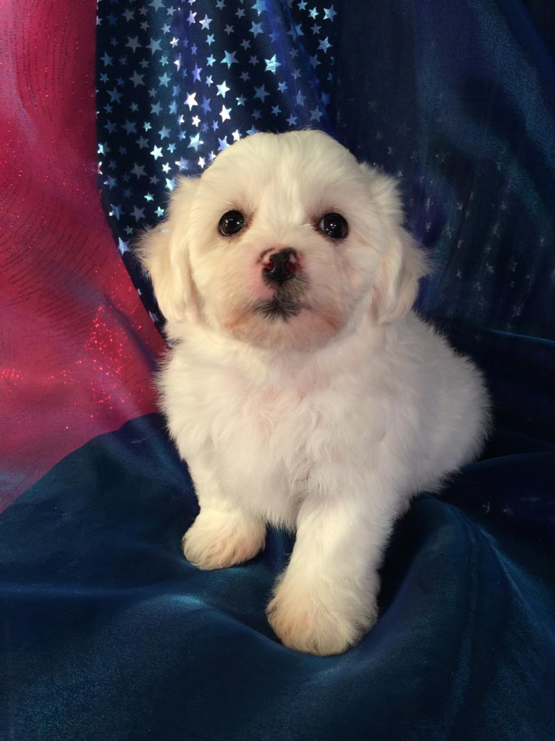 Mostly white with a little apricot teddy bear puppy for sale